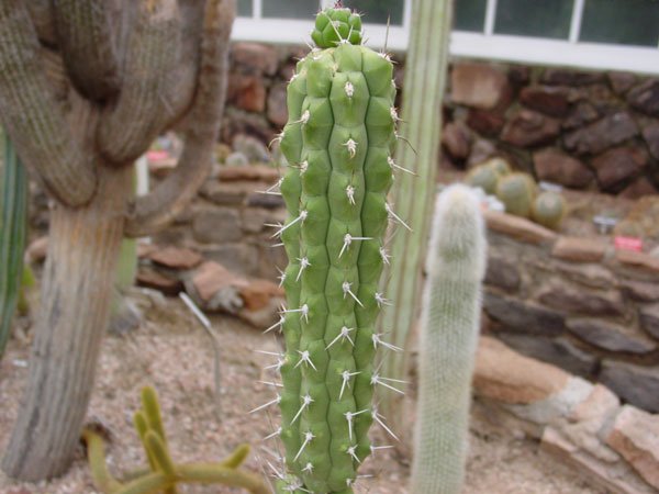 Rauhocereus_riosaniensis_2